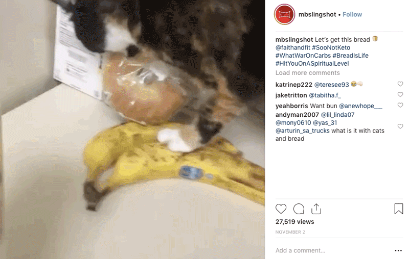 MBSS Instagram cat with bagel