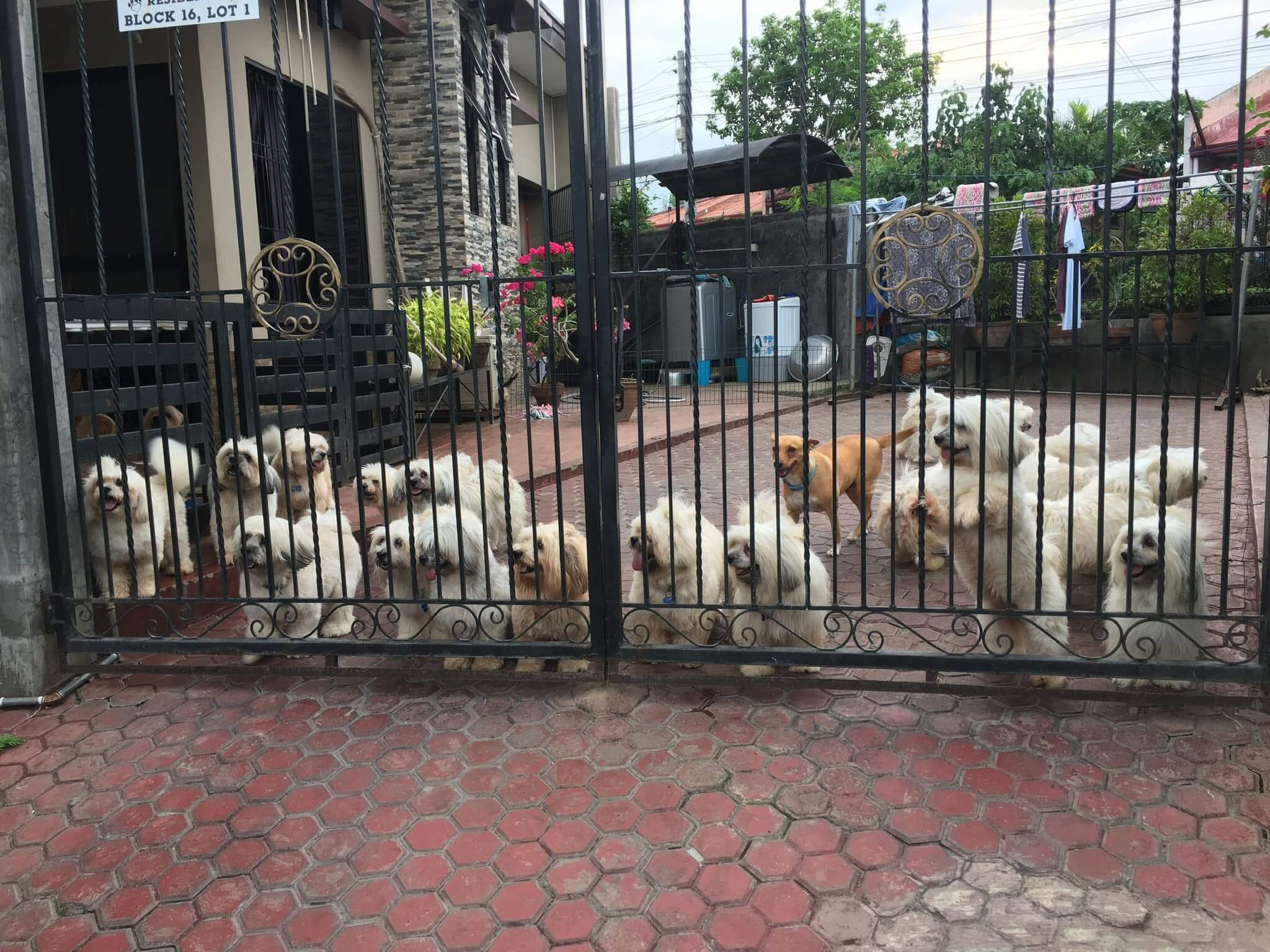 Working for a Remote Company with Lynn Penaloza - photo of lynn's 21 dogs  