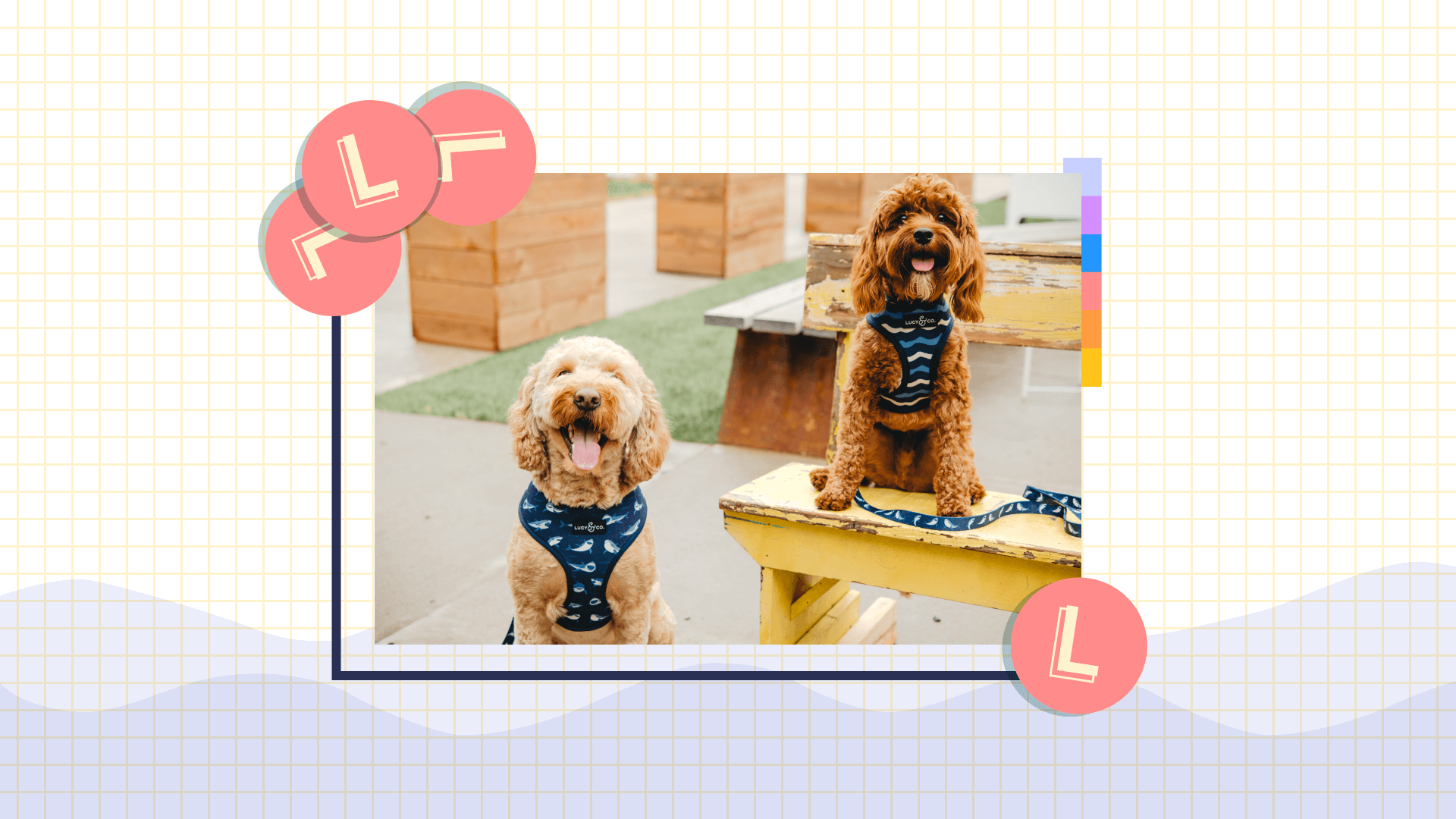How Lucy and Co. Built a Pawsome Community of Dog Lovers