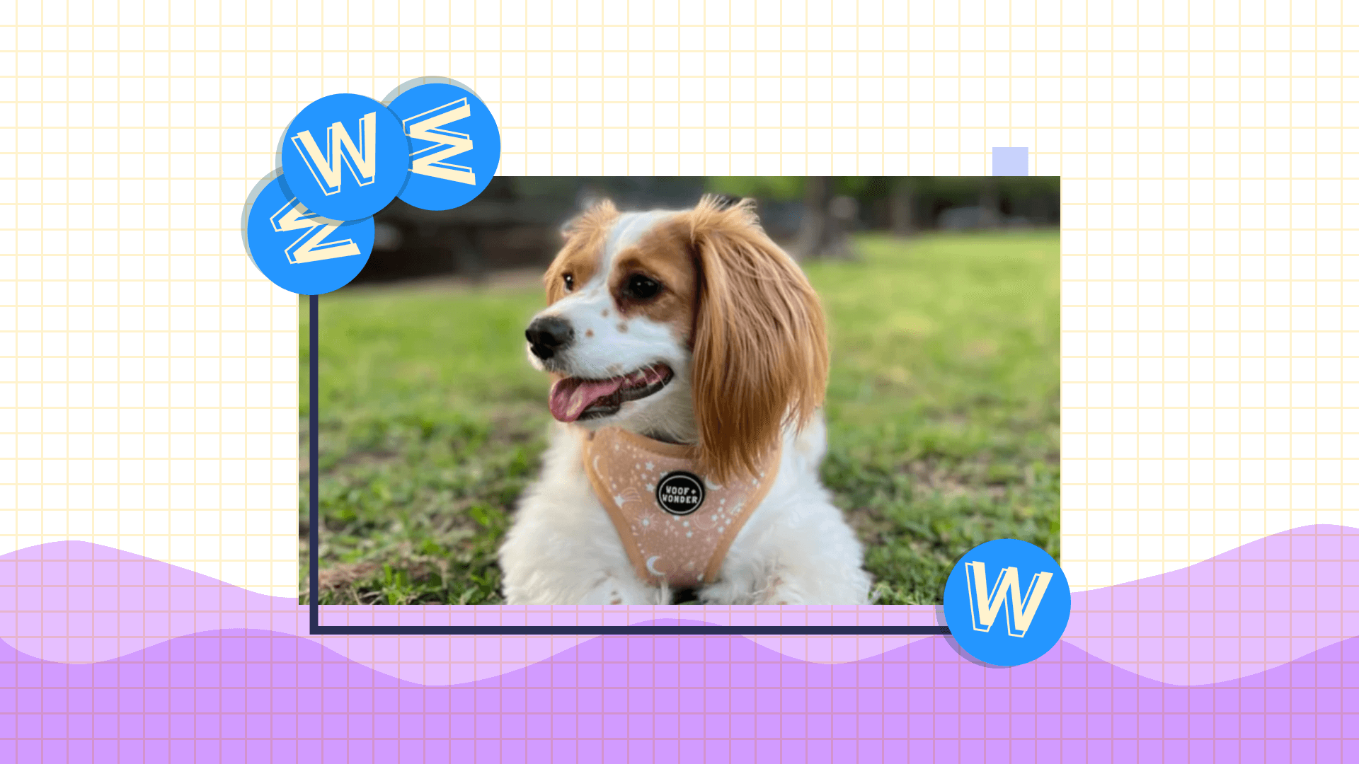 Wags, Walks, and Wins With Woof and Wonder